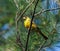 Rare yellow colored male northern cardinal - cardinalis cardinalis - a genetic mutation.  Up high in pine tree with blue sky backg