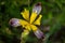 Rare yellow flowering plant Iris variegata Hungarian iris in meadow in Slovak Little Carpathian mountains Stupava town