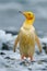 Rare yellow penguin in Antarctica, funny and cute, winter cold snow ocean bird white wild fauna natural life polar