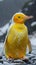 Rare yellow penguin in Antarctica, funny and cute, winter cold snow ocean bird white wild fauna natural life polar