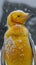 Rare yellow penguin in Antarctica, funny and cute, winter cold snow ocean bird white wild fauna natural life polar