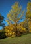 Rare yellow pine tree on a perfect cloudless day.