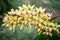 Rare yellow and red cattleya orchid