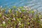 Rarely bogbean plants at the alpine lake shore