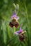 Rarely bumble bee orchid - ophrys holoserica