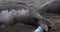 Rarely seen video clip of an elephant seal giving birth. The pups are born tail first. First in a series of four clips