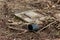 Rarely used abandoned old manhole with concrete foundation and rusted metal cover surrounded with cut down branches