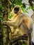 The rarest bread capped langur