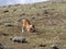 The Rarest Canine Beast,Ethiopian wolf,  Canis simensis, Big-headed Hunting African Mole-Rat, Sanetti Plateau, Bale National Park
