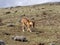 Rarest Canine Beast,Ethiopian wolf, Canis simensis, Big-headed Hunting African Mole-Rat, Sanetti Plateau, Bale National Park
