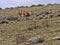 The Rarest Canine Beast,Ethiopian wolf,  Canis simensis, Big-headed Hunting African Mole-Rat, Sanetti Plateau, Bale National Park