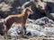 Rarest Canine Beast, Ethiopian wolf, Canis simensis, Sanetti plateau, Bale National Park, Ethiopia