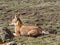 Rarest Canine Beast, Ethiopian wolf, Canis simensis, Sanetti plateau, Bale National Park, Ethiopia