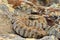 Rarest snake from Europe, the Milos viper