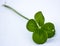 The rarity of the four-leaf clover has given rise to various myths in various cultures, the most common of which is that finding o