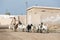 Ras Al Khaimah, United Arab Emirates, 2/02/18/2016, An arab man shepherds his goats through and abandoned village in the UAE