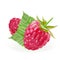 Rasberries with gteen leaves