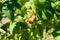 Rasberry rubus idaeus ripe on plant