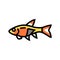 rasbora fish color icon vector illustration