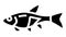 rasbora fish glyph icon animation