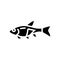 rasbora fish glyph icon vector illustration