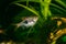 Rasbora heteromorpha aquarium fish on a background of green plants