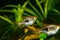 Rasbora heteromorpha aquarium fish on a background of green plants