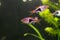 Rasbora heteromorpha aquarium fish on a background of green plants