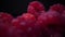 Raspberries on a black background Close up, view. Lens probe, dolly shot