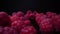 Raspberries on a black background Close up, view. Lens probe, dolly shot