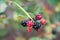 Raspberries, blackberries or dewberries rubus berries macro