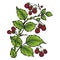Raspberries. Branch raspberry leaves and berries. Forest painted berry, cartoon. Vector illustration