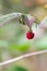 Raspberries on the bush. Wild berry