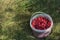 Raspberries in the food bucket on the grass in the garden