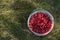 Raspberries in the food bucket on the grass in the garden