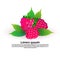 Raspberries fruit on white background, healthy lifestyle or diet concept, logo for fresh fruits copy space