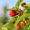 Raspberries  in the garden in the midst of the season