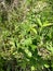 Raspberries garden plant