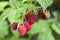 Raspberries growing on a branch