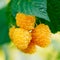 Raspberries. Growing Organic Berries Closeup. Ripe