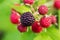 Raspberries. Growing Organic Berries closeup. Ripe raspberry in