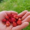 Raspberries in hands