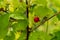 Raspberries hang on a branch on a sunny day. Red garden berry on a bush. Summer concept.