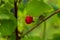 Raspberries hang on a branch on a sunny day. Red garden berry on a bush. Summer concept.