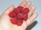 Raspberries in a person\'s hand. Fresh raspberry