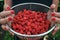 Raspberries picking in the countryside of Romania