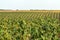 Raspberries on the plantation during the harvest period