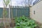 Raspberries and rhubarb garden, in March 2020.