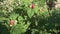 Raspberries ripen on bush in the garden stock footage video