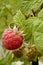 Raspberries, ripening